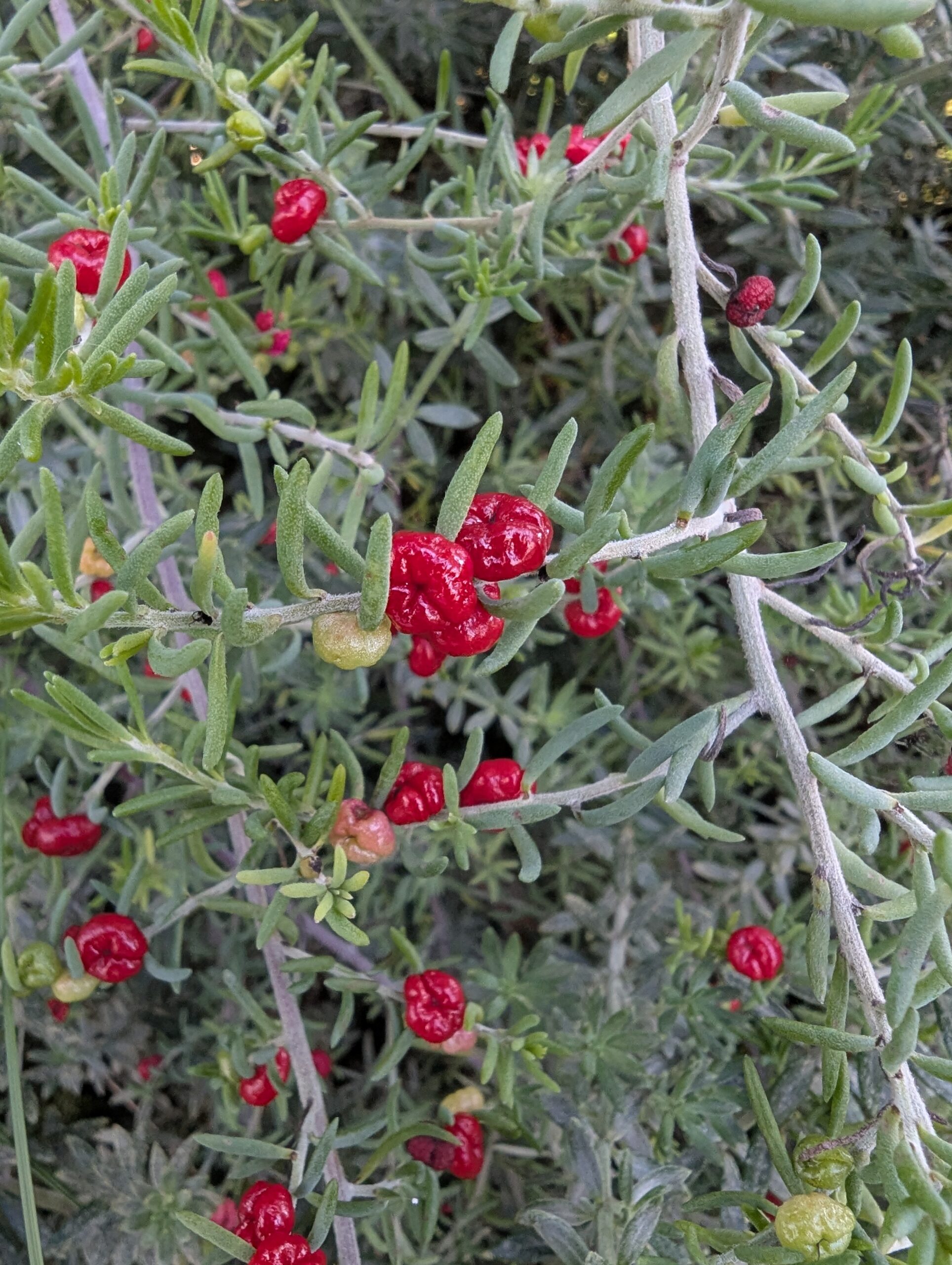 PXL_20260420_042058888
